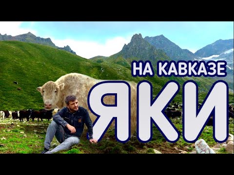 Видео: ЯКИ НА КАВКАЗЕ. КТО И КОГДА ПРИВЁЗ ИХ С АЛТАЯ?