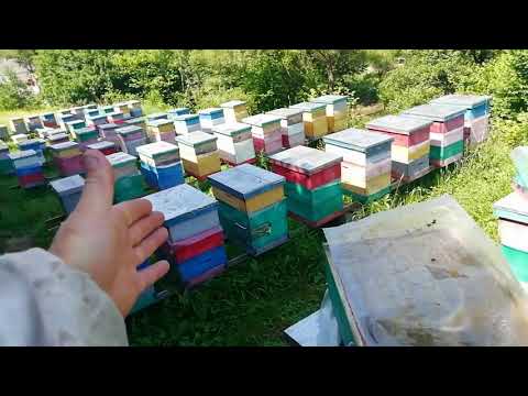 Видео: ЕНТЕРОНОРМИН. Какой отнего толк.