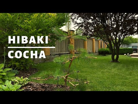 Видео: НІВАКІ З СОСНИ .МОЙОГІ | ТОПІАРНИЙ САД