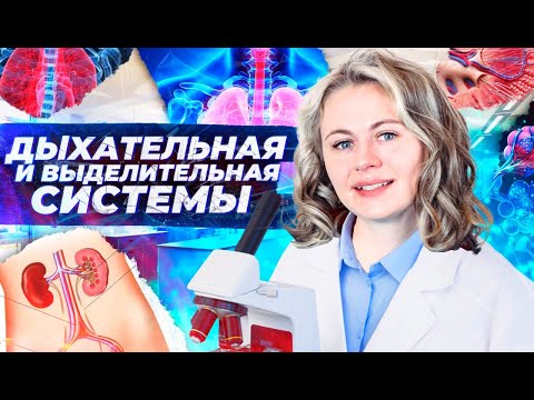 Видео: Дыхательная и выделительная системы | Летний курс | БиоФАК 2022