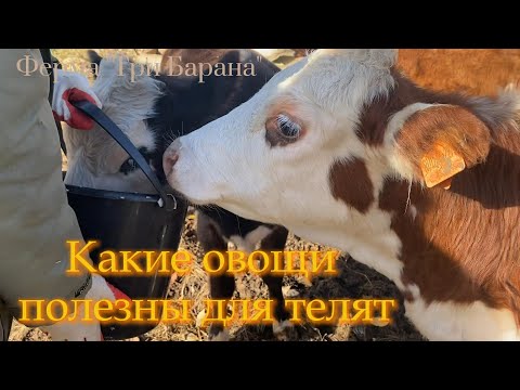 Видео: Какие овощи полезны телятам