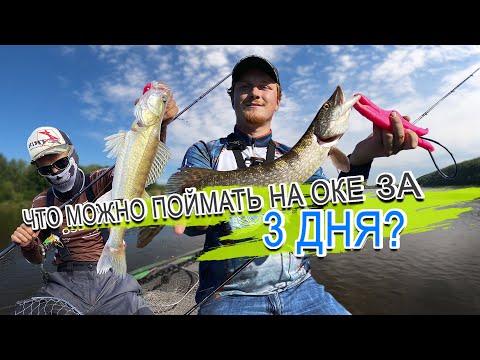 Видео: Что можно поймать на Оке за 3 дня? Ловим хищника в июле 2020 с Dr. Skan'ом