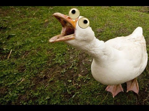 Видео: Как потрошить тушку(подробно).How to gut the carcass (detail).