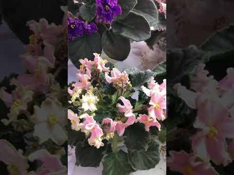Видео: Фиалки. Цветение АВ Полный восторг НД Матрица АВ Фанта НД Ливадия.
