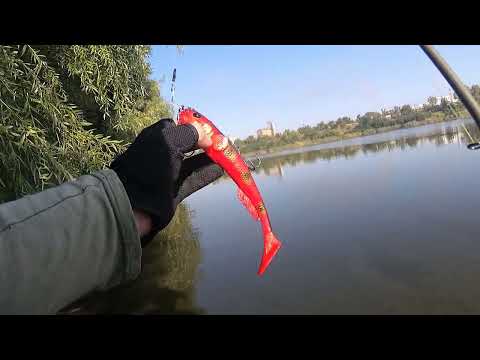 Видео: Goby Shad Savage Gear Карьер в городе