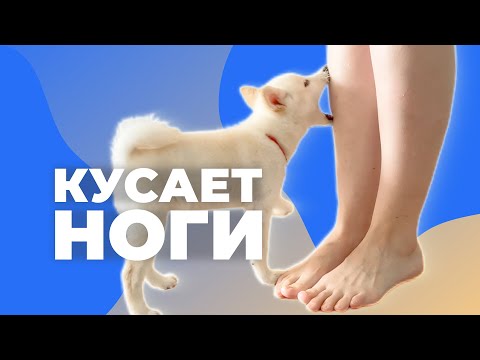 Видео: Щенок кусает ноги 🐶 Как отучить собаку кусать хозяина
