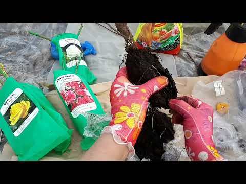 Видео: Получила посылку с розами . Что делать???