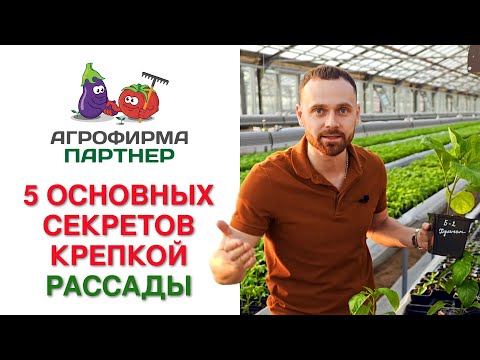 Видео: 5 ОСНОВНЫХ СЕКРЕТОВ КРЕПКОЙ РАССАДЫ