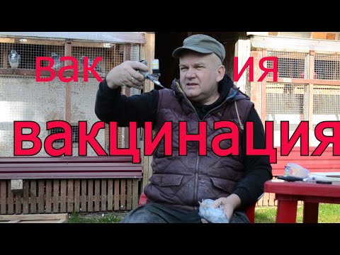 Видео: ВАКЦИНАЦИЯ ГОЛУБЕЙ . ЗАЧЕМ,КАК И ЧЕМ