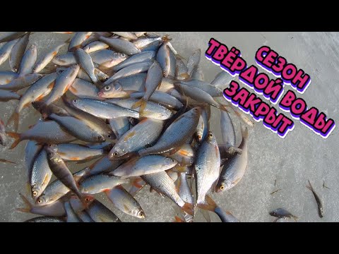 Видео: Супер рыбалка! Сорога клюёт как из пулемета!!! Закрытие сезона. ВЕСНА