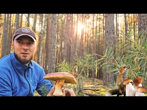 Видео: Ещё не достроил УЖЕ ЛОМАЮ! В БЕЛОРУССКОМ лесу🌲 чего только не ВСТРЕТИШЬ! Часть 1 😉