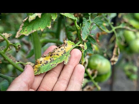 Видео: Что сделать, чтобы спасти растение томата от болезней!? Пояснения здесь!