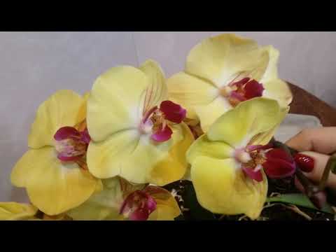 Видео: Пересадка новой орхидеи..в керамзит..19.01.2020.