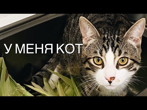 Видео: Приютили Котёнка. Мошенники, Как Назвать Кота и  Первые Дни Дома