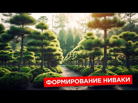 Видео: Формирование ниваки - полное интервью | Питомник Ниваки