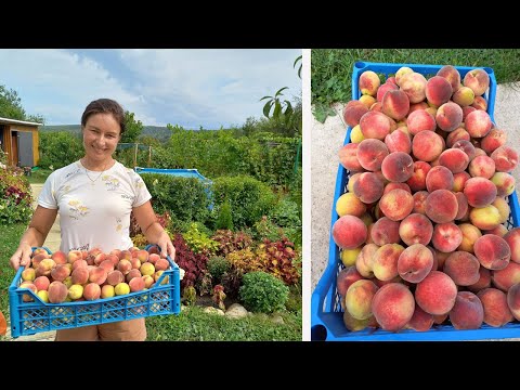 Видео: Собрали персик. Персик из косточки. Немного о цветах.