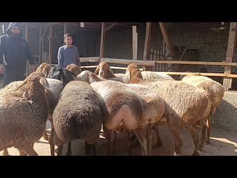 Видео: зоддор куйлари 95 149 41 45