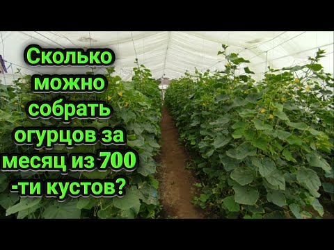 Видео: Состояние огурцов в теплице. Месяц после первого сбора.