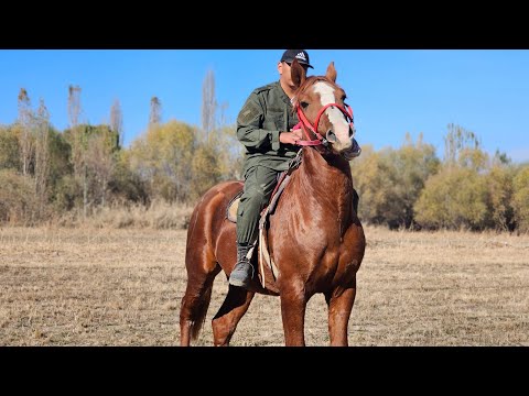 Видео: БУДЁННЫЙ 