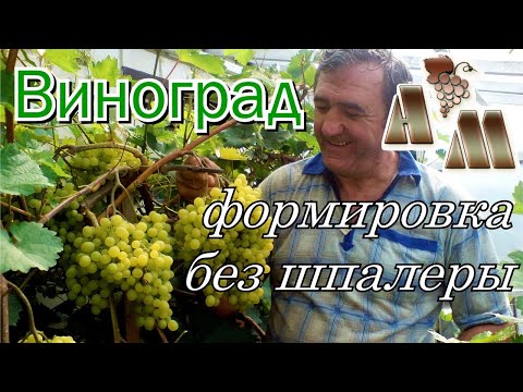 Видео: 🍇 Бесшпалерная головчатая формировка винограда на высоком штамбе