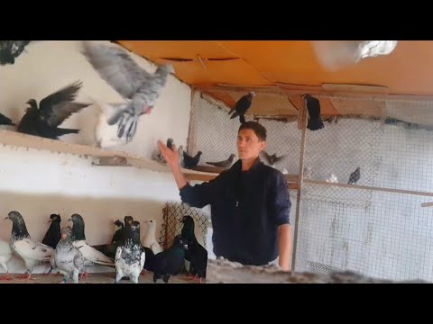 Видео: Голуби Руслана. город Сырдарья. Интересные породы голубей. Pigeons Ruslan. city ​​of Syrdarya.
