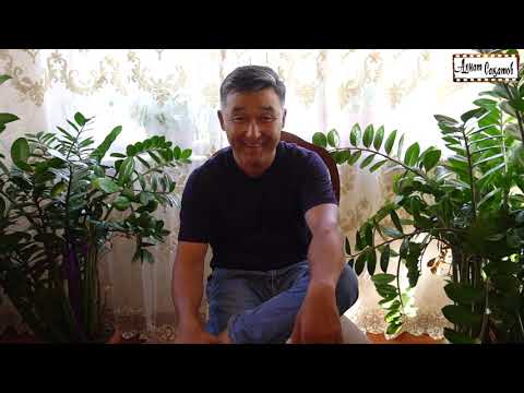 Видео: Алмат Сақатов - Мемлекеттік органдағы паразиттар