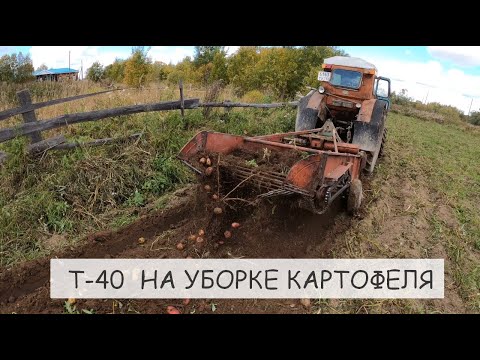 Видео: Посадил картошку в целину, время собирать урожай!!! Т-40 с копалкой Зил-130 на вывозке картофеля