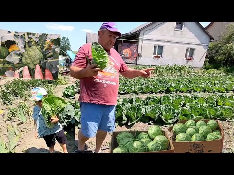 Видео: На Капусті заробити можна? Садимо ще капусту