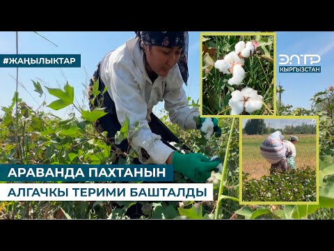 Видео: АРАВАНДА ПАХТАНЫН АЛГАЧКЫ ТЕРИМИ БАШТАЛДЫ
