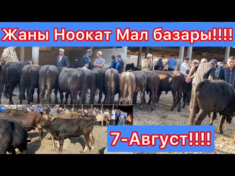 Видео: Жаны НООКАТ МАЛ БАЗАРЫ 7-Август!!!