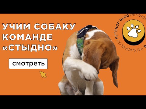 Видео: КАК НАУЧИТЬ СОБАКУ КОМАНДЕ СТЫДНО? (Закрываем морду лапой) 🐶