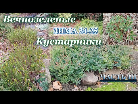 Видео: Большой обзор вечнозеленых кустарников моего сада, зима 2024/2025. Часть 3. Вересковые.
