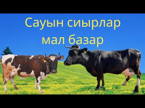Видео: Алматы базар бұзаулы сиырлар.