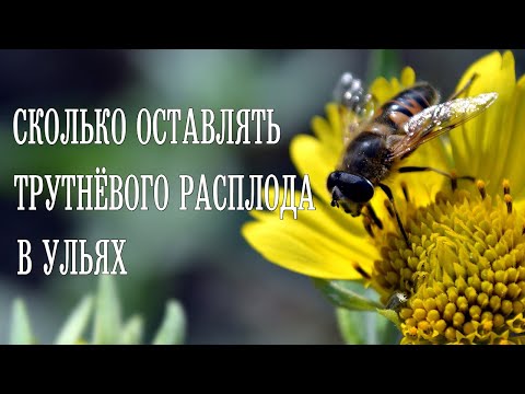 Видео: Сколько оставлять трутнёвого расплода в ульях. Это важно знать!