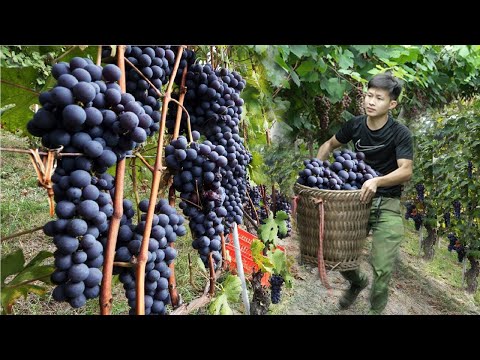 Видео: Собирайте фиолетовый виноград для продажи на рынке, зарабатывайте на строительство нового дома.