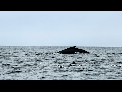 Видео: Териберка(рыбалка с горбатыми китами)май 2025