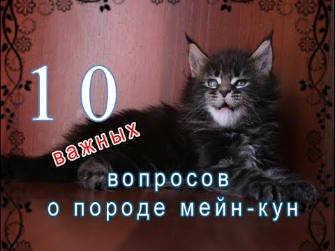 Видео: 10 важных ВОПРОСОВ о породе мейн-кун / питомник мейн-кунов  Лирикум