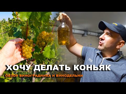Видео: Обзор виноградников и винодельни. Производство вина, коньяк, бренди, граппа