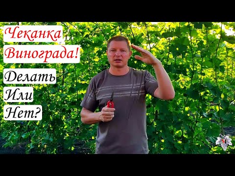 Видео: ЧЕКАНКА Винограда! Делать или Нет?