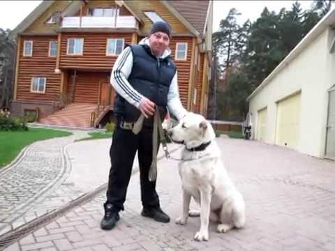 Видео: Туркмен Кала Егенчи, начальная дрессировка взрослой собаки.