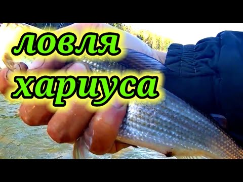 Видео: Осенняя Ловля хариуса 👆. Рыбалка на реке Бия.