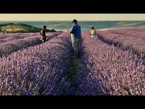 Видео: Я хочу создать лавандовое поле. А это точно прибыльно?