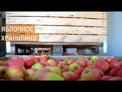 Видео: Хранение яблок. Хранилище на 100 тонн. ФХ Тютюнников Василий