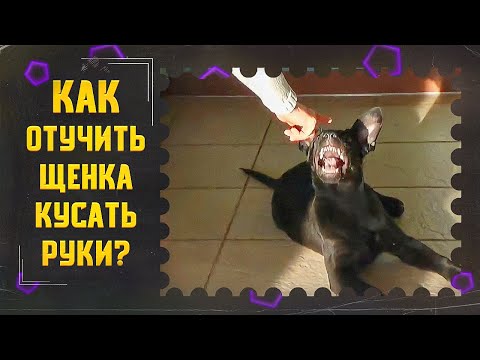 Видео: Как отучить щенка кусать руки (один из способов)