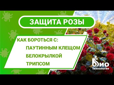 Видео: Защищаем розу от вредителей без химии. Энтомофаги от паутинного клеща, белокрылки и трипса.