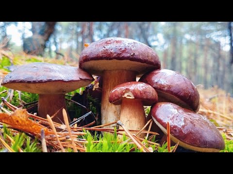 Видео: Грибний сезон триває🍄‍🟫 Польські гриби й рядовка в середині листопада #boletus #гриби #грибы #grzyby