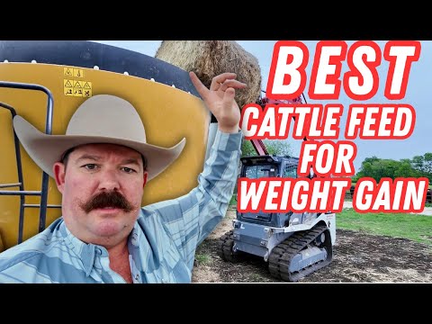 Видео: Мы нашли ЛУЧШИЙ рацион кормления для бычков-мясников