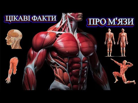 Видео: Цікаві факти про м'язи #біцепс #мязи #тріцепс #цікавіфакти #міокард