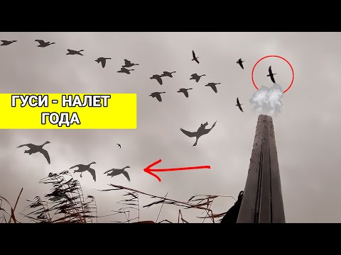Видео: ИДЕАЛЬНЫЙ НАЛЕТ ГУСЕЙ и как мы его чуть не профукали. УДАЧНАЯ ОХОТА на ГУСЯ
