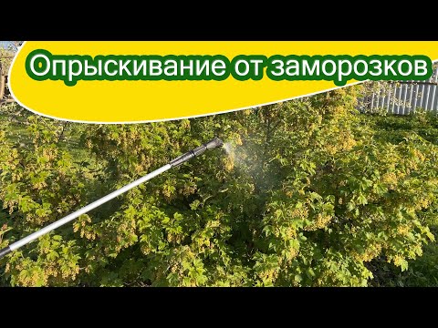 Видео: Заморозки совсем не дают расслабиться / Срочное опрыскивание сада и клубники